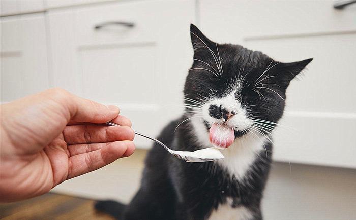猫猫最喜欢的食物是什么？放在旁边都会流口水的