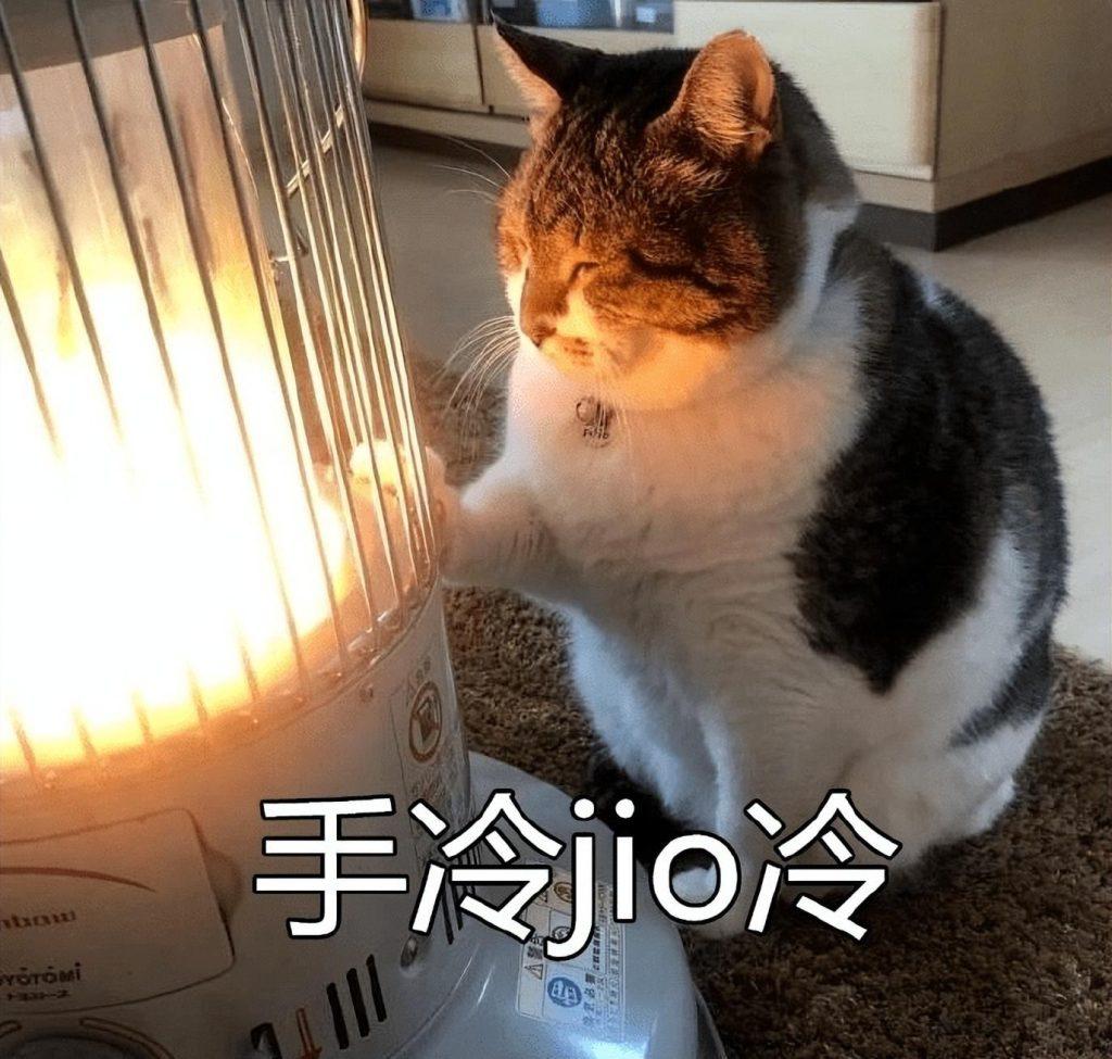猫咪其实是很“怕冷”的，分享这些保暖技巧，很实用！
