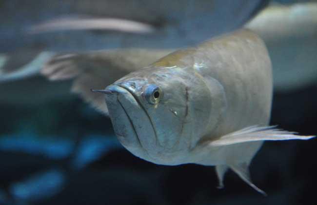 水温对银龙鱼的影响：养银龙鱼水温多少合适？