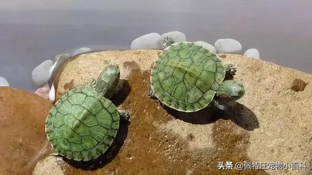 巴西龟怎么养才能活得久？照着这三种方法可以延长寿命