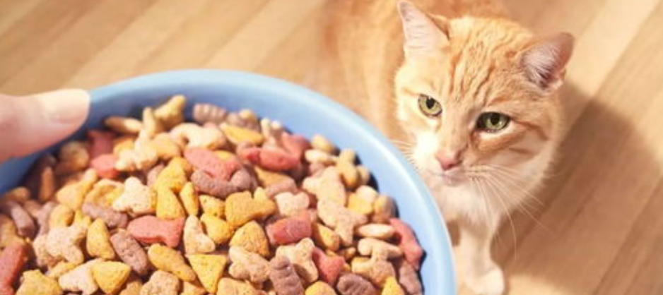 猫咪拉稀吃什么猫粮？导致猫咪拉稀的原因有哪些？