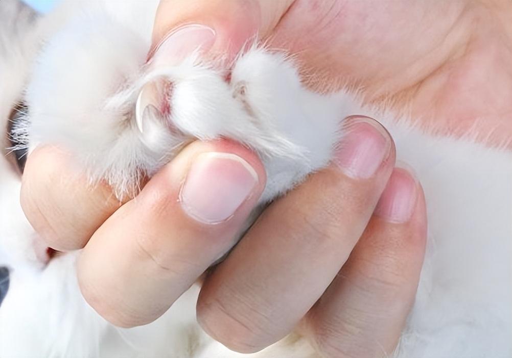 猫咪指甲你清理了吗？怎么正确的帮猫咪剪指甲？