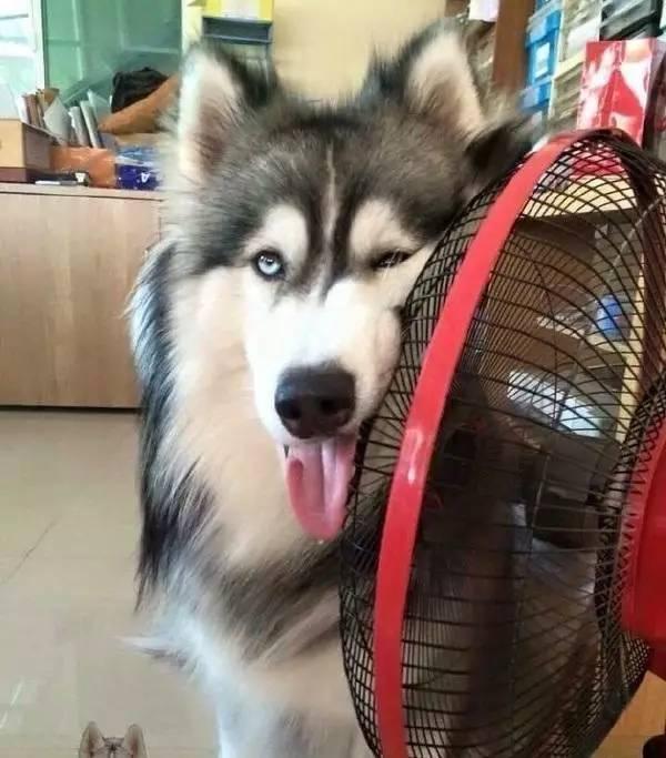 狗狗夏季怎么防暑？狗狗夏日防暑指南，超实用的防暑干货知识