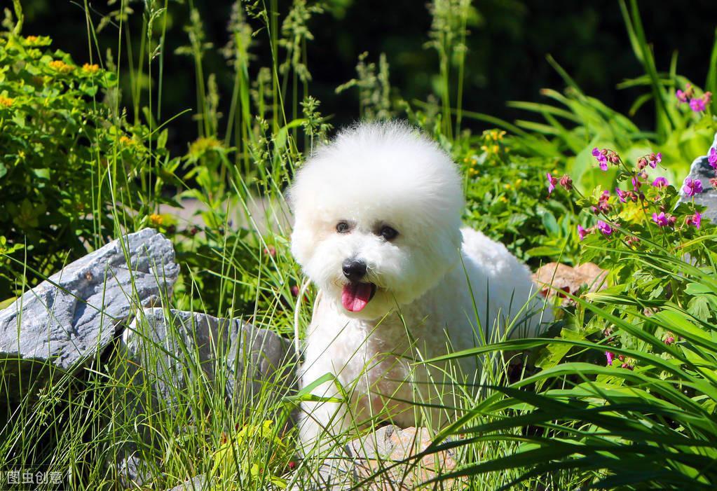 千万要留意这5种比熊犬不值得买，想养比熊的睁大眼睛，拒绝踩坑