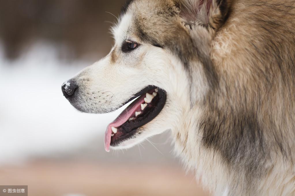 阿拉斯加犬吃肉的时候可以驱虫吗?怎么驱虫好?给阿拉斯加犬驱虫技巧 阿拉斯加犬吃肉的时候可以驱虫吗?怎么驱虫好?给阿拉斯加犬驱虫技巧