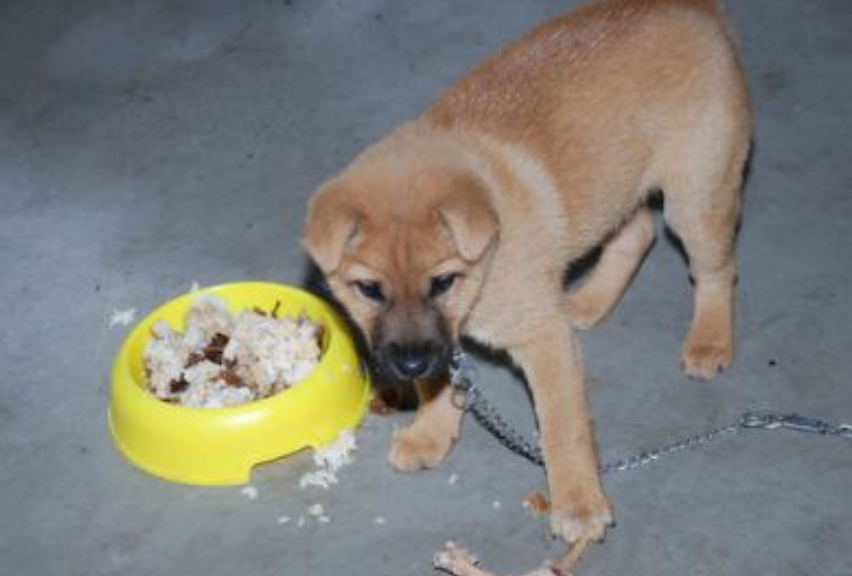 为什么说“中华田园犬”是最不值钱的狗？