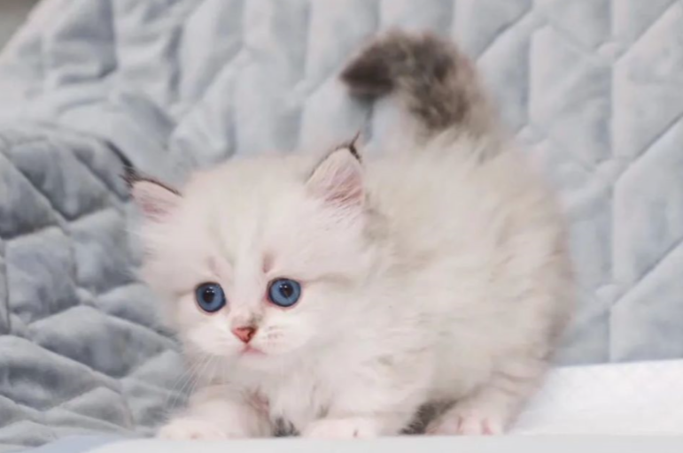 曼基康矮脚猫多少钱一只？你知道曼基康矮脚猫吗？