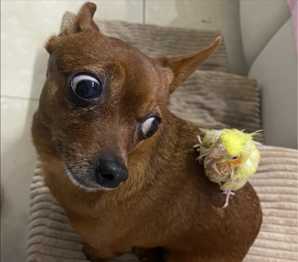 养哪种狗狗比较好？小鹿犬好养吗？
