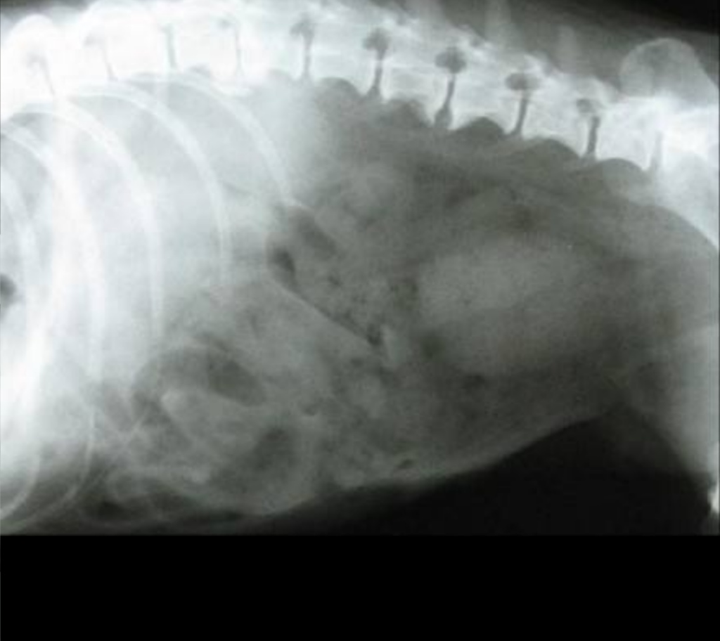 爬行的狗狗会不会得腰椎病？怎样预防和治疗狗腰椎病？