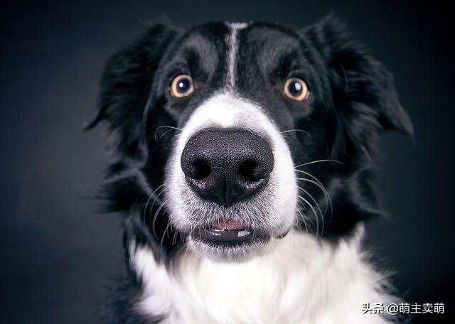狗狗眼珠子变白了的原因以及护理，应及时送医检查诊断送医