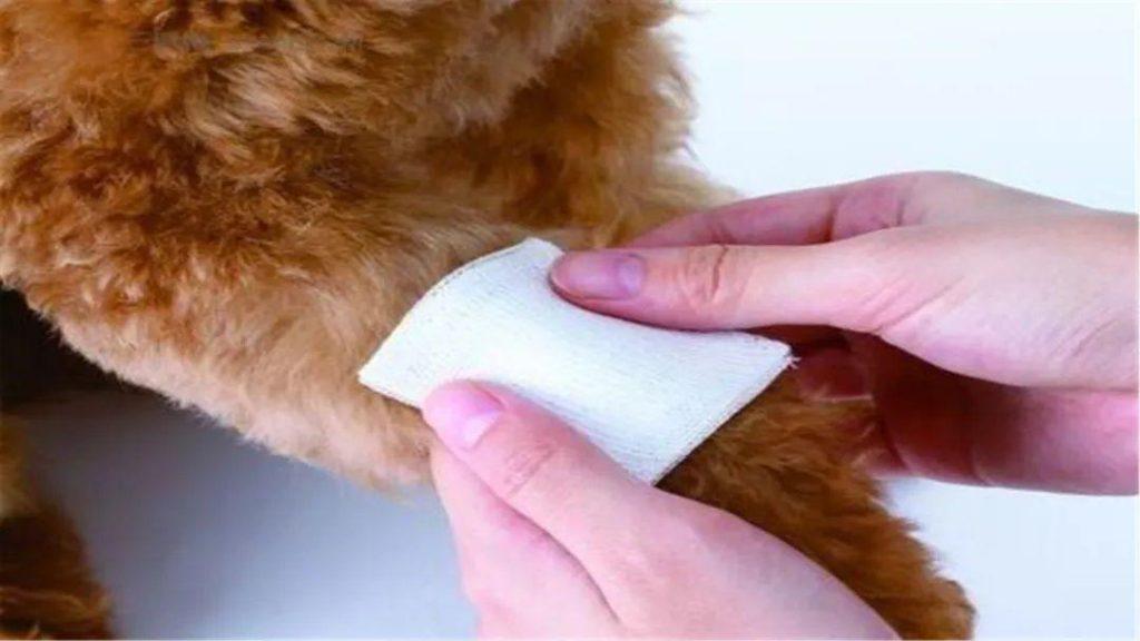 狗狗趾间炎的发病原因是什么？如何预防狗狗趾间炎？