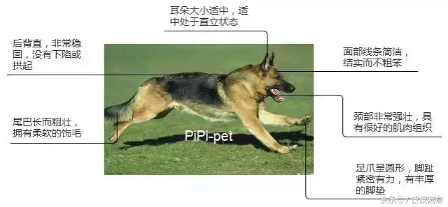 德国牧羊犬如何选购？德国牧羊犬（黑背）选购方法