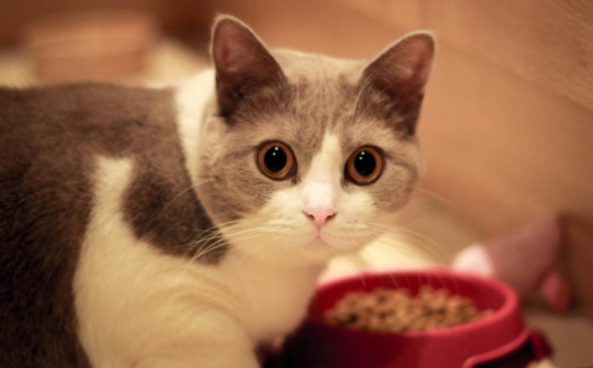 分享国产猫粮的红黑榜，看看你买对了吗？