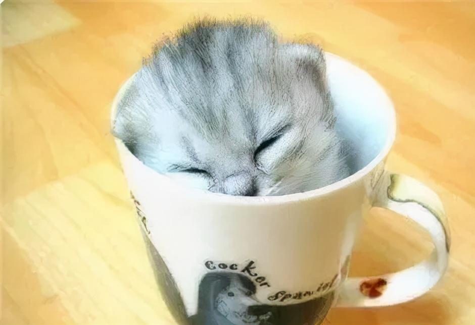 千万不要养茶杯猫！拒绝茶杯猫，拒绝品种猫繁育乱象