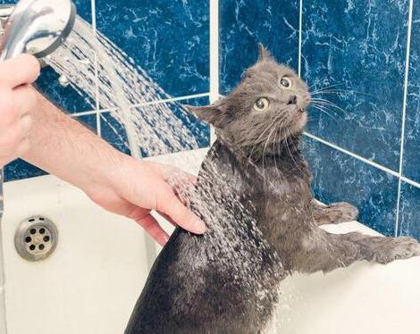 给猫咪洗澡的时，千万不要犯下面这几个误区，这是对猫咪皮肤的伤害！