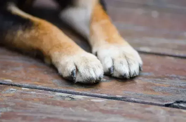 趾间炎是种什么疾病？狗狗得了趾间炎怎么办？趾间炎有什么预警么？