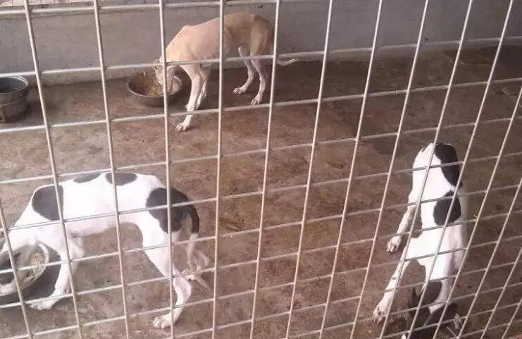 小格力犬多少钱一只？宠物小格力犬的价格4大因素