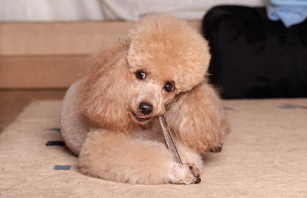 贵宾犬拉稀是什么原因,有什么解决办法?贵宾犬拉稀的原因及解决办法 贵宾犬拉稀是什么原因,有什么解决办法?贵宾犬拉稀的原因及解决办法