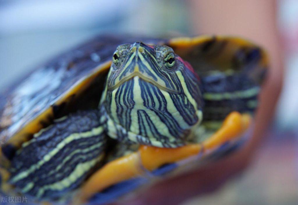巴西龟都喜欢吃什么食物？可以喂蜗牛吗？