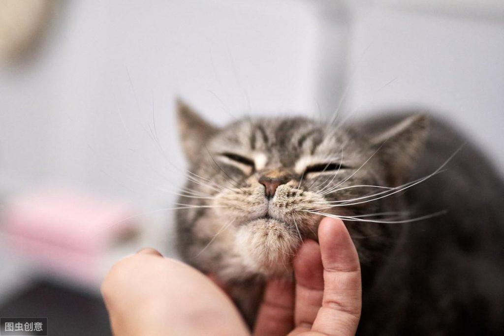 对猫毛过敏的人养猫了，最后都是如何处理他们的猫？