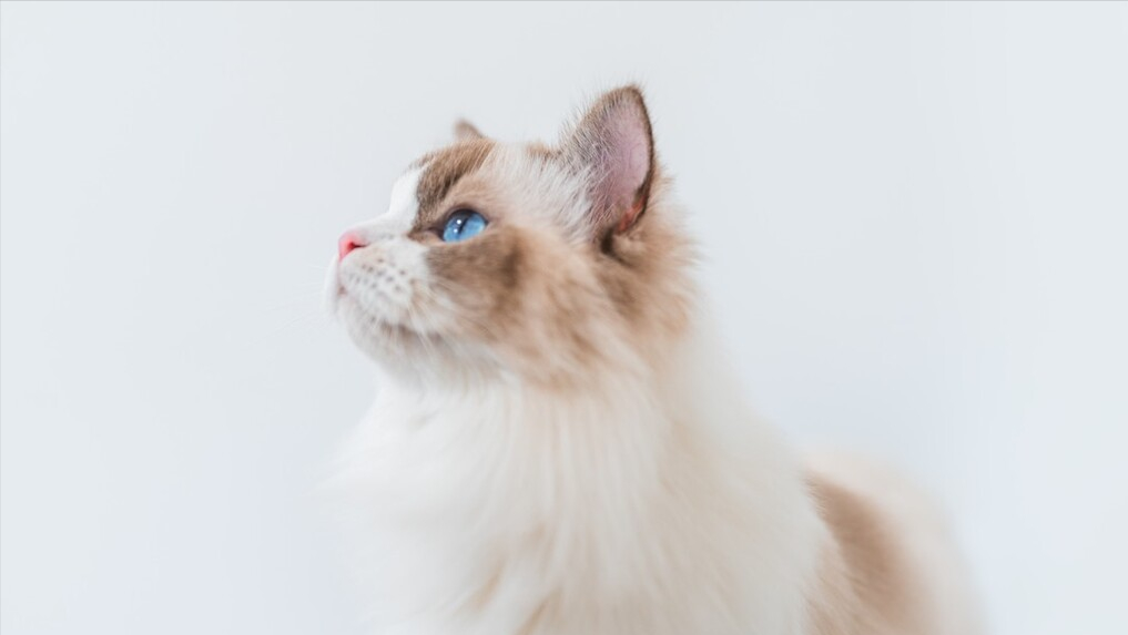 如何去挑选一只特别漂亮的布偶猫？