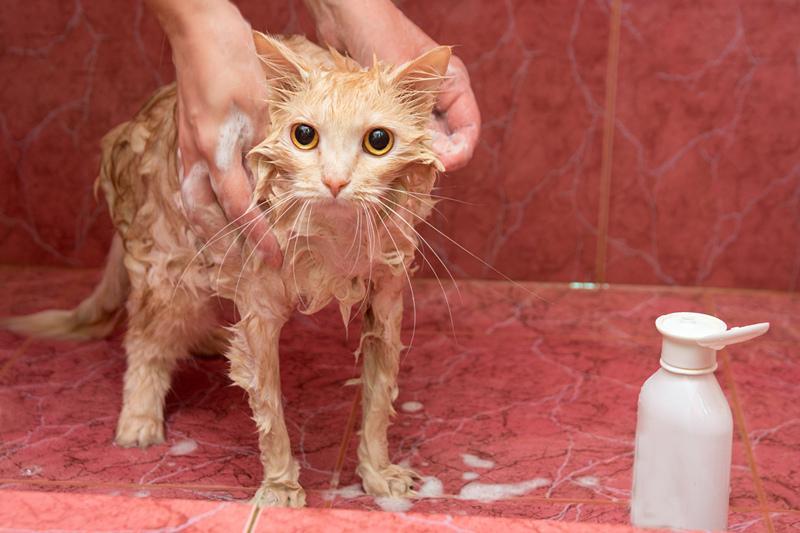猫咪身上有跳蚤怎么去除?教你5个小偏方,简单有效 猫咪身上有跳蚤怎么去除?教你5个小偏方,简单有效