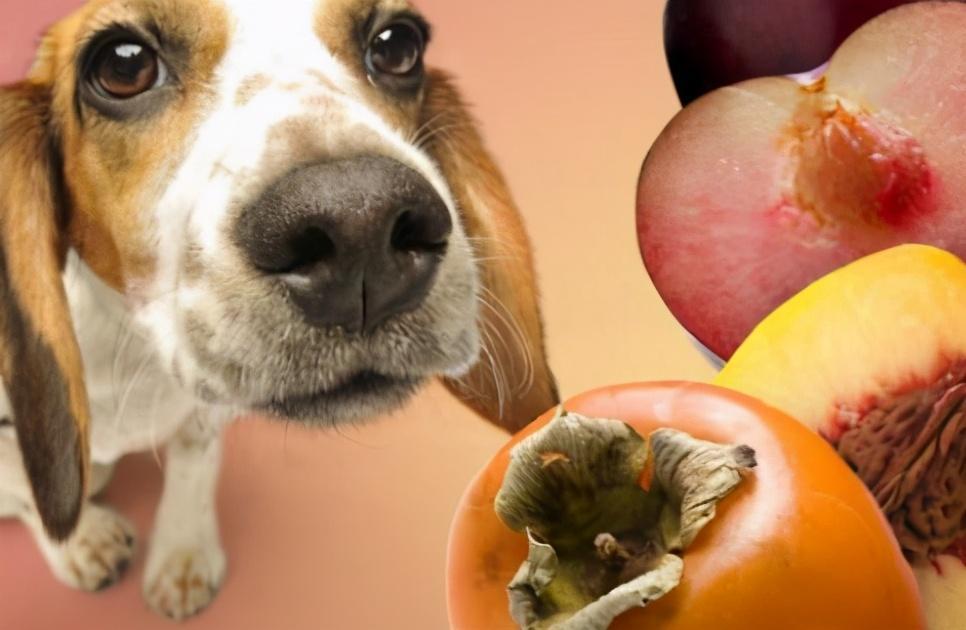 盘点狗狗不能吃的27种食物，你喂过几种呢？