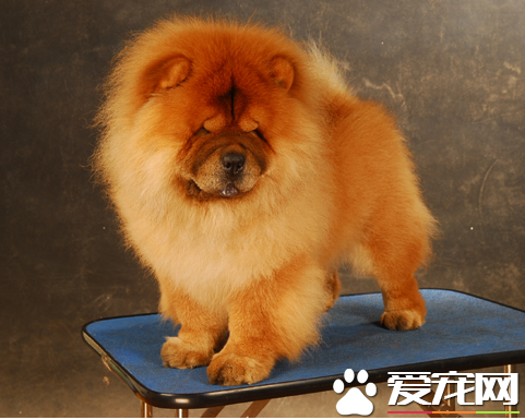 松狮犬瘟热怎么治疗？松狮犬瘟热的症状