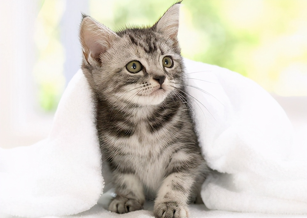 美国短毛猫一般可以活多久？如何延长它的寿命？