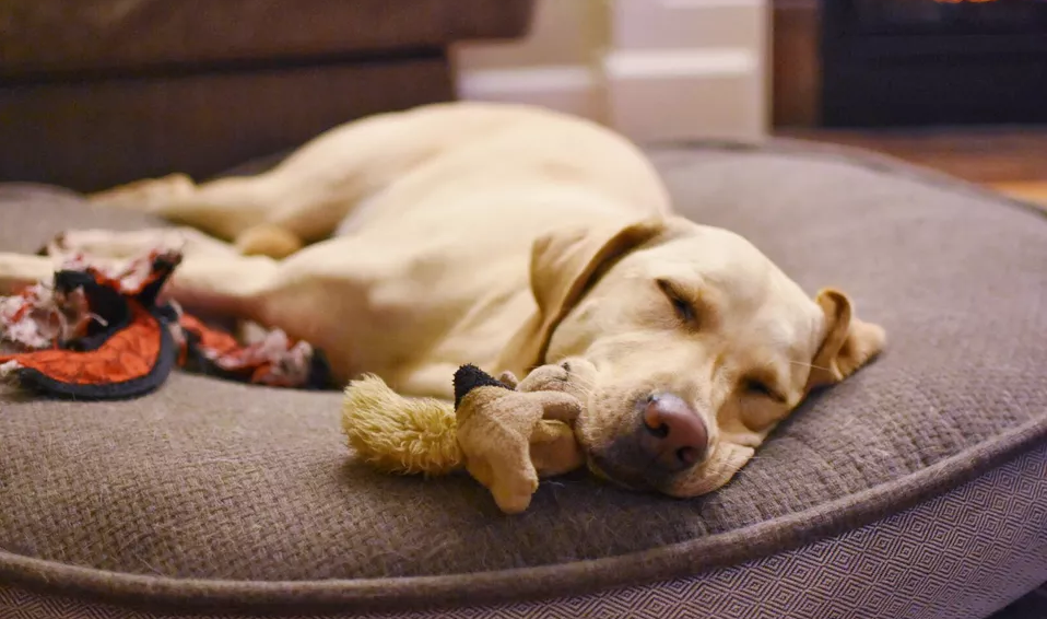 狗狗失眠的原因有很多，用这6点，保证狗狗与主人都能睡个好觉