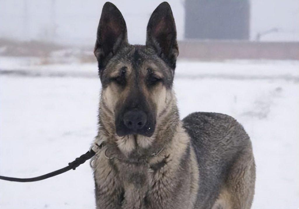 为什么养狗最好养狼青犬？因为养过的人都知道