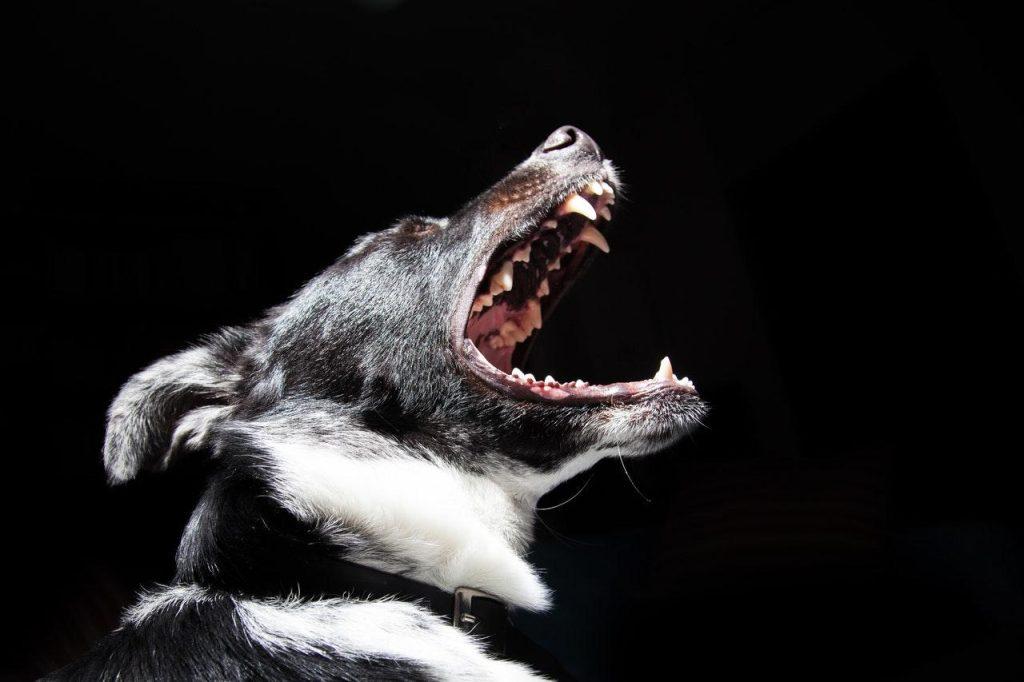 为什么狗会吠叫？如何阻止狗狗吠叫？4种有效方法，阻止狗狗叫个不停