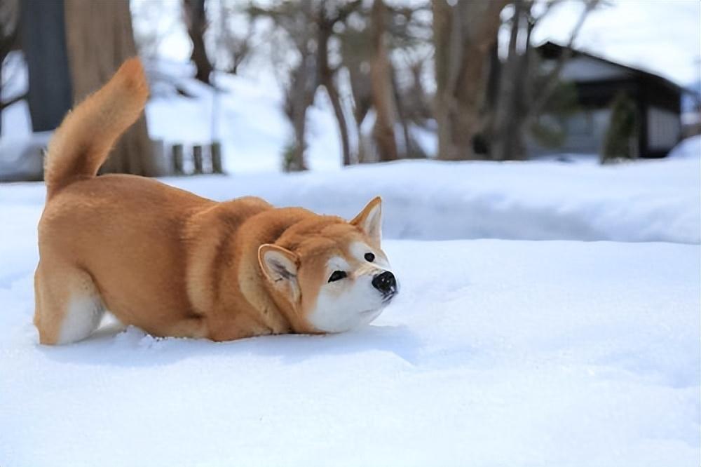 柴犬和中华田园犬哪个更值得买？柴犬还是中华田园犬有什么区别？