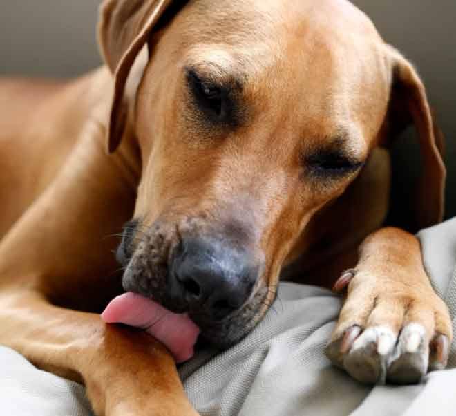 狗狗成天喜欢舔人，这是什么病？是迎接主人回家的意思吗？