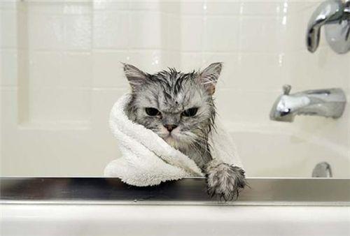洗澡篇：猫咪洗澡误区你知道几个？弄巧成拙的话还容易生病