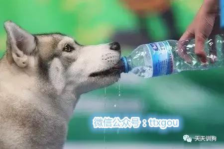 狗狗不爱喝水？让狗狗多喝水的七个窍门