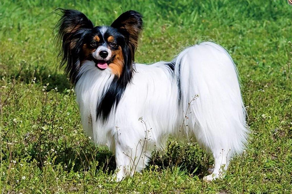 美艳小巧的蝴蝶犬，有这些优缺点你能接受吗？你想养吗？