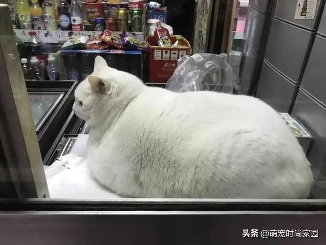​猫几斤算胖？9斤猫算正常吗