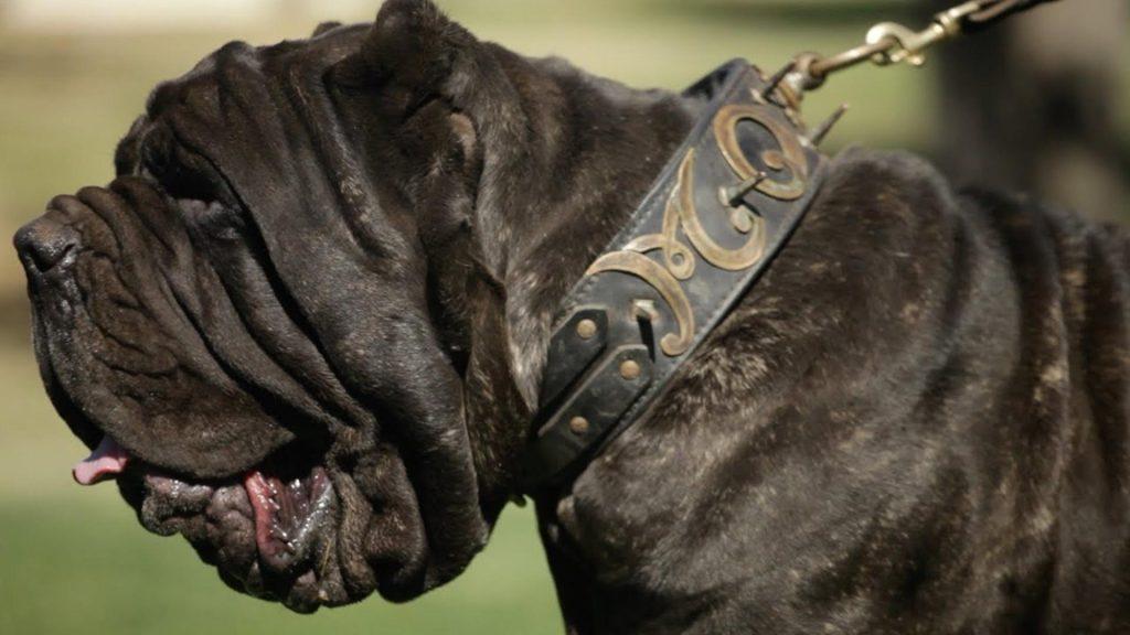 人称“杀人犬”的纽波利顿犬，黑手党掌上明珠，危险程度多国禁养（纽波利顿獒犬多少钱一只）