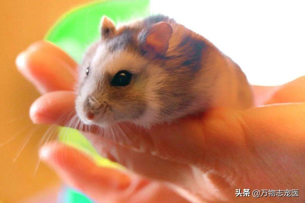 严冬将至，仓鼠是否会进入冬眠？你知道如何养护仓鼠吗？