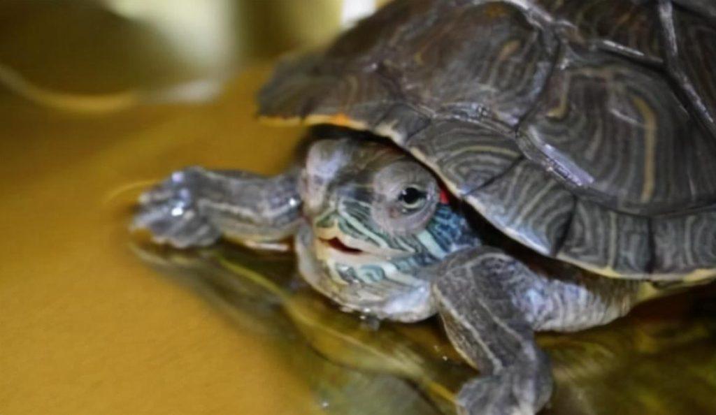 新手养龟：乌龟感冒肺炎了怎么办？