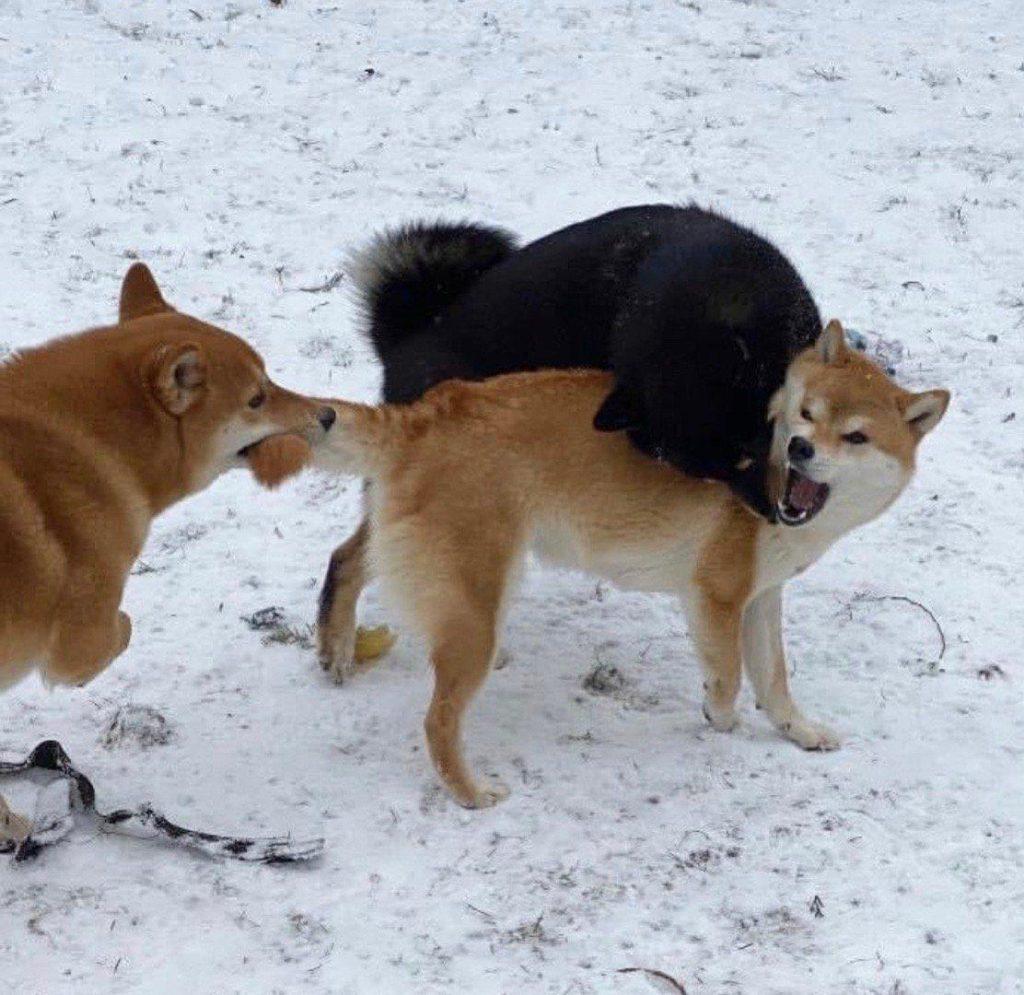 柴犬价格是多少？柴犬幼犬花200元能买到吗？