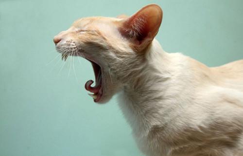 猫咪打喷嚏的原因有哪些？可能是疾病导致，需要着重注意这3个方面