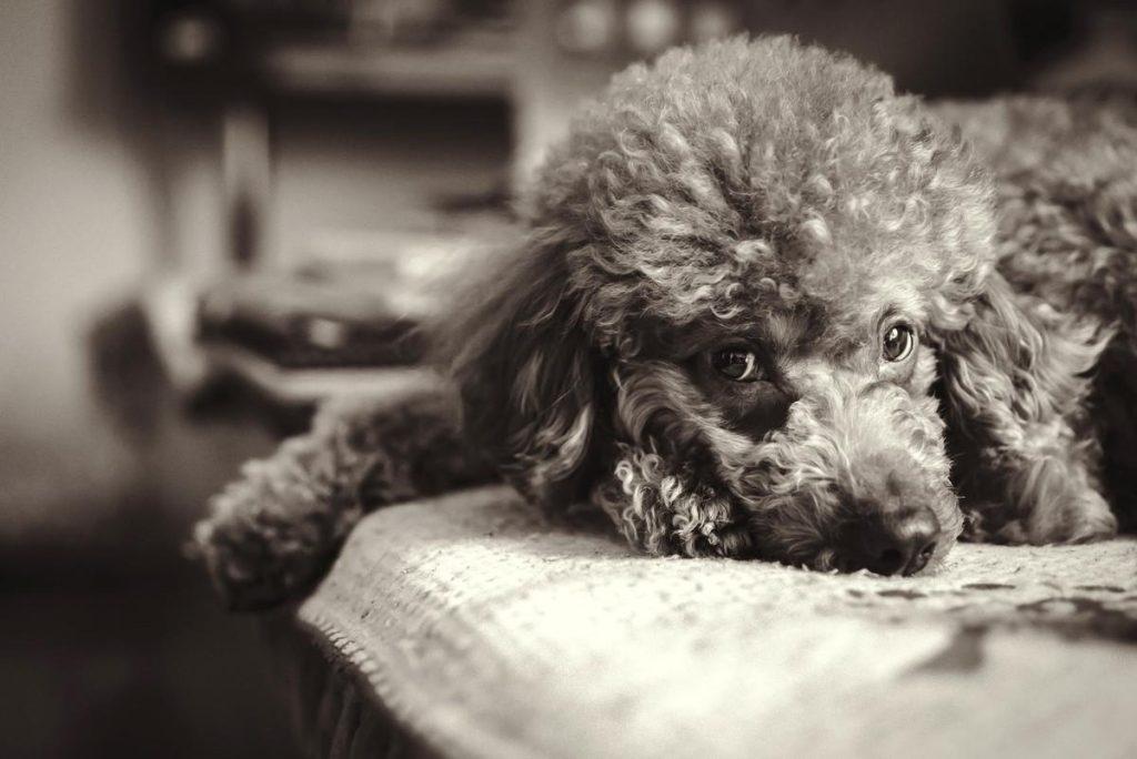泰迪犬怎么睡觉？盘点泰迪犬的4大“睡姿”，都有其独有的意义