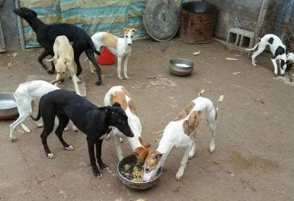 小格力犬多少钱一只？宠物小格力犬的价格4大因素