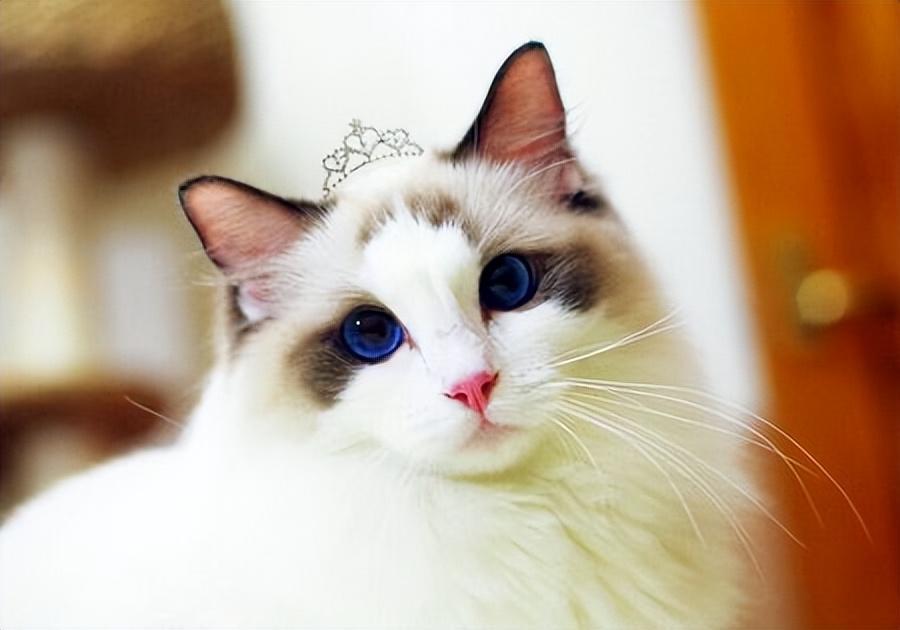 布偶猫种类有哪些？蓝双和海双有什么区别，哪个贵哪个好看？