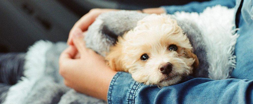 如何应对狗狗咳嗽的问题？狗狗咳嗽的原因和应对方法