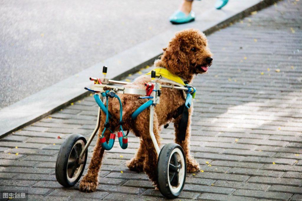狗狗为什么会瘫痪？引起狗狗瘫痪的原因有哪些呢？