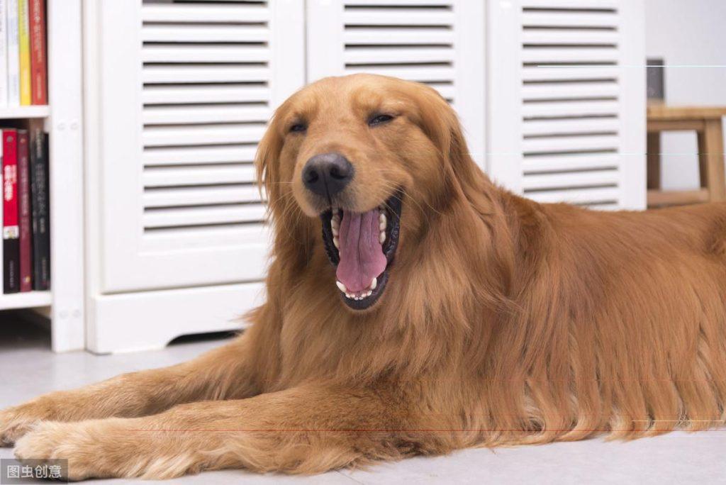 金毛犬的毛发卷曲为什么有些微微卷曲的？是品相问题吗？