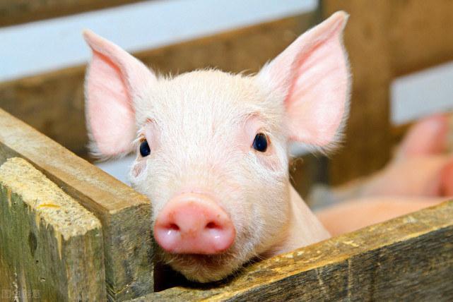 猪的智商相当于12岁小孩，动物中的聪明者，为什么寿命却很短？